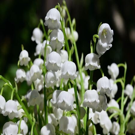 100pcs Fresh White Lily of The Valley Flower Seeds
