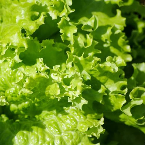 Grand Rapids Lettuce 5 Lb ~2,000,000 Seeds – 50–60 Days – Non-GMO Heirloom Lactuca Sativa – Tip Burn Resistant Looseleaf Lettuce – Mildly Sweet Flavor – Cool Season Greens – Open-Pollinated