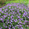 Geranium 'Rozanne' /Storchschnabel 'Rozanne' ®