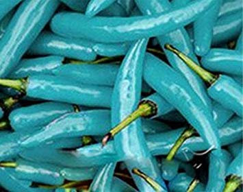 100 Pcs Turquoise Pepper Seeds Balcon Chili Rare graines Hot Bleu Poivrons de Piment