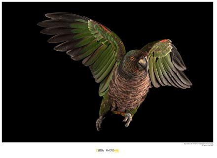 Komar National Geographic Wall Picture | Imperial Parrot | Size: 50 x 40 cm | Without Frame | Poster, Photography, Animal, Threatened Animal Species, Animal Picture, Customer Print, Portrait |