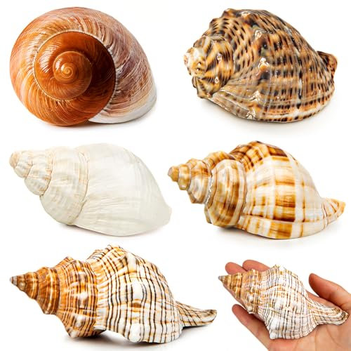 SKOOLOVE 5 Extra Große Muscheln Einsiedlerkrebse Gehäuse, Natürliche Muschel größe 7,6–11,9 cm, Öffnungsgröße 4,1–6,9 cm, Maritime Deko Muscheln, Große Muschel