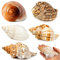 SKOOLOVE 5 Extra Große Muscheln Einsiedlerkrebse Gehäuse, Natürliche Muschel größe 7,6–11,9 cm, Öffnungsgröße 4,1–6,9 cm, Maritime Deko Muscheln, Große Muschel