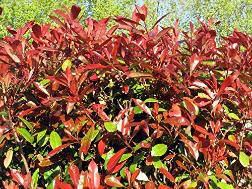 Photinia Red Robin 10 Halbphotinia Red Robin Fraseri