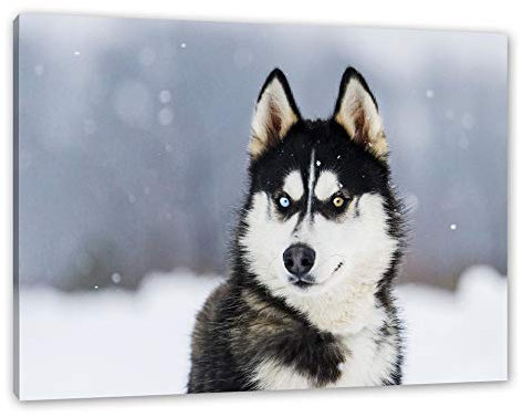 Pixxprint Husky mit unterschiedlichen Augenfarben, Größe: 60x40cm, Leinwandbild, fertig gespannt, Wandbild, Dekoration, Kunstdruck, kein Poster