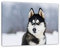 Pixxprint Husky mit unterschiedlichen Augenfarben, Größe: 60x40cm, Leinwandbild, fertig gespannt, Wandbild, Dekoration, Kunstdruck, kein Poster