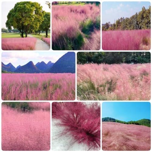 500 pcs ziergras samen winterhart mehrjährig ziergräser dekoration wohnzimmer gartenpflanzen Muhlenbergia capillaris, dekopflanzen wilder wein winterhart indoor garten zimmerbonsai