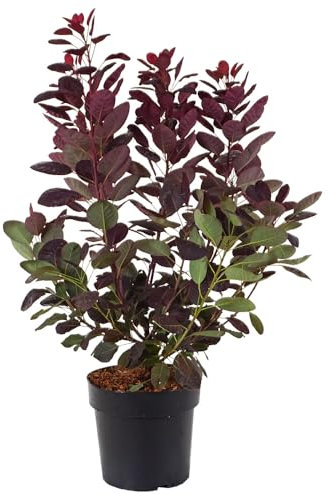 Roter Perückenstrauch 'Royal Purple', Blütenstrauch, Laubgehölz, Gartenpflanze, Herbstfärbung, pflegeleicht, Frühlingsblüten, Laubbaum