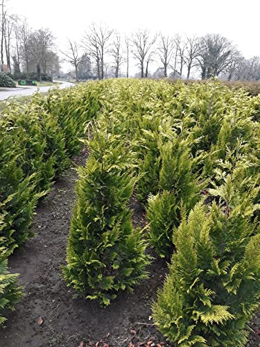 Gelbe Zypresse 60-80 cm. 5 Chamaecyparis Ivonne. Blickdichte Koniferen Hecke