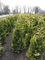 Gelbe Zypresse 60-80 cm. 5 Chamaecyparis Ivonne. Blickdichte Koniferen Hecke