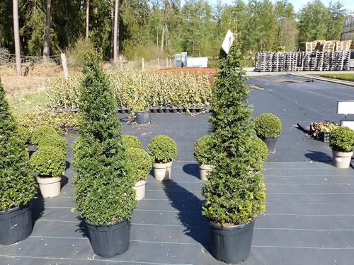 gruenwaren jakubik Taxus Baccata 150-160 cm Pyramide Formschnitt, Formgehölz, Säule, Buchsbaum Ersatz