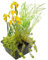 vdvelde.com - Filterpflanzen Set - - wasserpflanzen- 4 Pflanzen- Platzierung: -10 bis -20 cm