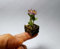 100 pc/sacchetto rari Mini Orchidea semi di orchidea phalaenopsis Indoor miniatura semi di fiori giardino bonsai orchidea vaso giardino di casa 21