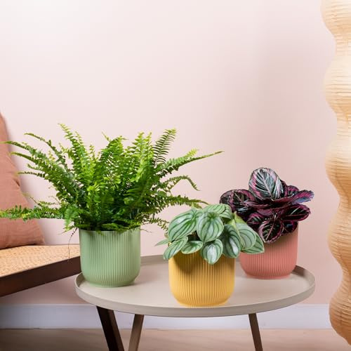 3 x Pet Friendly House Plant Bundle - Collection of Boston Fern, Watermelon Peperomia, and Calathea Surprise Star Natural Plants - Indoor Plant Mix of Pet Friendly Small and Large Real Indoor Plants