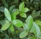 10 Quercus ilex Samen, Steineiche, immergrüne Eiche, ideal als Bonsai, Holly oak