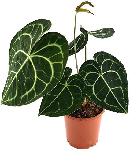 Anthurium clarinervium - exotische Herzblattblume - ideal für den halbschattigen Standort - sehr schöne Zimmerpflanze