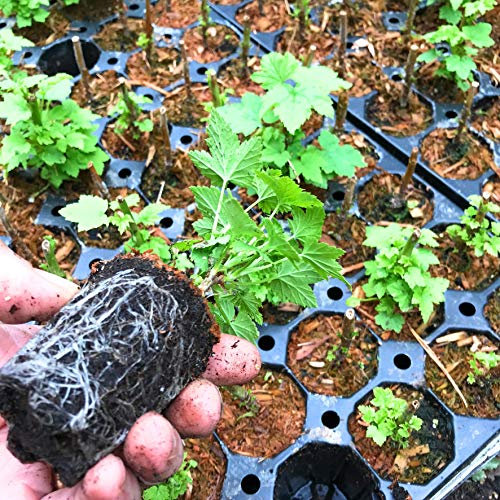 5 x Blackcurrant (Bare Root Stock/Bushes) Ready-to-Plant (Free UK Postage)