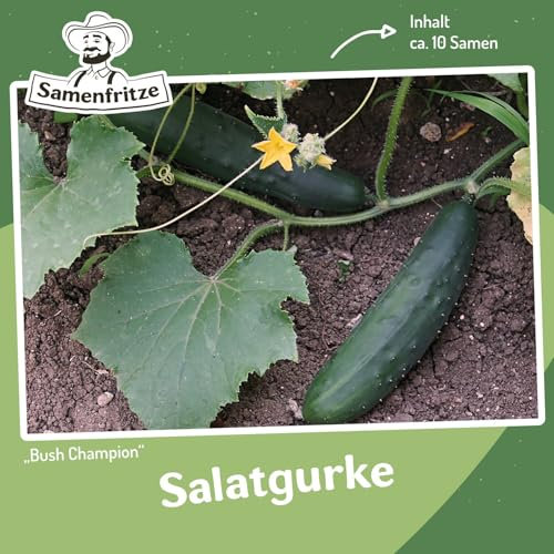 Salatgurke Bush Champion Samen