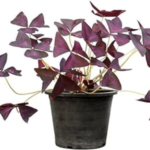 Oxalis zwiebeln,winterharte,oxalis versicolor zwiebeln,oxalis bulbs,oxalis triangularis pflanze,oxalis knollen,Oxalis Pflanze Zwiebeln Winterhart MehrjäHrig,Umwelt verschönern.-4zwiebeln-B
