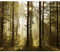decomonkey Fototapete Wald 250x175 cm Tapete Fototapeten Vlies Tapeten Vliestapete Wandtapete moderne Wand Wandbild Schlafzimmer Wohnzimmer Landschaft Baum Natur