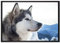 Pixxprint Süßer Husky im Schnee Leinwandbild 100x70 cm im Bilderahmen, Wandbild, Schattenfugenrahmen, Kein Poster