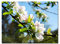 Glücksvilla - Apfelblüten-Frühling 2 - div. Maße (modernes Acrylglas-Bild 5 mm, 40 x 30 cm) aus DE - Kunstdruck XXL Deko-Wandbild quer - Natur Botanik Apfel-Baum Garten Blume Blüte Fotografie