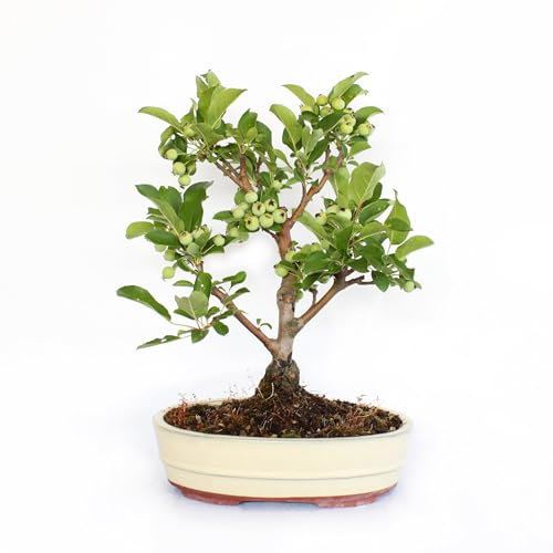 KENTIS - Bonsai Malus 'Evereste' - Bonsai Vero Stile Giapponese - Piante Vere Decorative da Esterno - H 40-45 cm Vaso in Ceramica Ø 26 cm