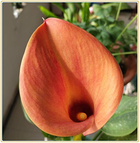 Calla-Lilienzwiebel, winterhart, grünblättrig, seltene Arten, Dekorationen, geheimer Garten, Weihnachtsgeschenke, mehrjährig, Pflanzen, duftend, Luft reinigend, 10 Samen, 2
