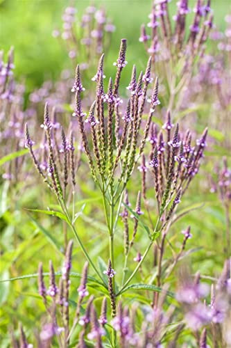 Verbena officinalis ca. 9x9 cm Topf - Eisenkraut, zartlila Blüten, Blütezeit Juni-September, ideal für Rabatten, bienenfreundlich, pflegeleicht
