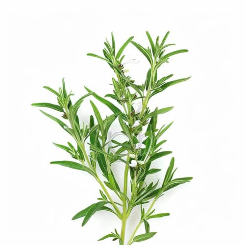 150 Graines de Sarriette