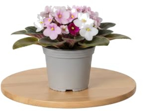 DECOALIVE Planta Viva Saintpaulia Ionantha Violeta Africana Maceta en 12 cm Altura 20 cm para Regalo