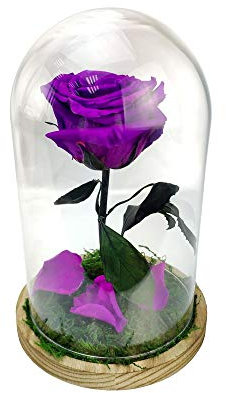 Mundo Eterno Garden Center Shop | Rosa Preservada Lila en Cúpula de Cristal Rosa Natural Eterna Estilo Bella y Bestia | Regalo Romántico y Decorativo | Sin Agua ni Mantenimiento