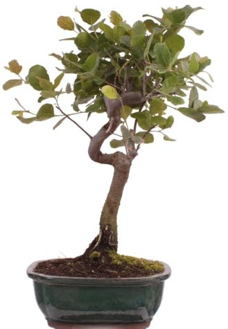 Bonsai - Quercus suber, Korkeiche 225/64
