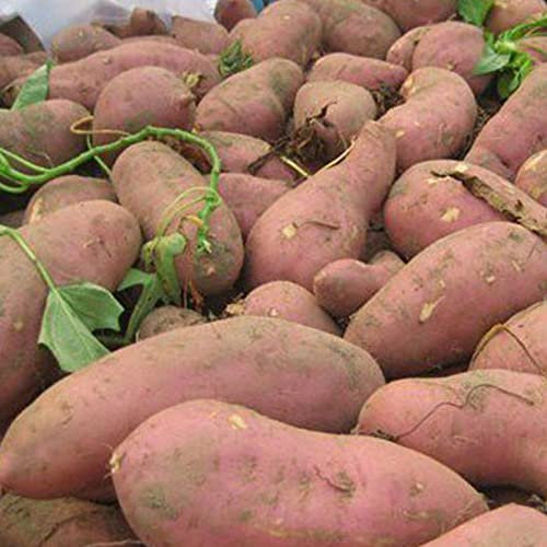 Saterkali Semi di patate dolci, 50 pezzi/borsa Semi di patate dolci Forte sopravvivenza Patata viola rinfrescante Semi di ortaggi facili da coltivare per giardino Semi Di Patate Dolci