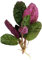 Floratica 3 X Hemigraphis Colorata (Exotica) Live Aquarium Plants Tropical Fish Tank Shrimp Safe Snail Free