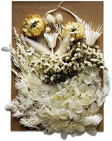 Maxymilo Trockenblumen Set zum Basteln, getrocknete Blumen als Herbst Deko, Trockenblumen Deko zur Wohndekoration, getrocknete Blüten und getrocknete Blumen für Epoxidharz