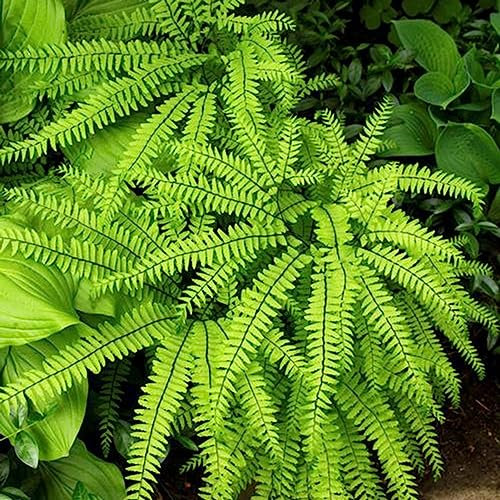 lamphle 100 Unids/bolsa Semillas de Helecho de Maidenhair Semillas de Helecho de Riego Medio Verde Vibrante No GMO para Jardín Flor Semillas de Hierba Vegetal de Árbol Frutal Semillas de helecho