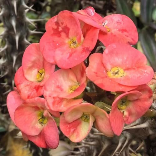 100 pcs christusdorn zimmerpflanze samen bonsai samen blumendeko blumensamen Euphorbia milii, winterfeste pflanzen für balkon kräutergarten geschenk wiesensaatgut gartensamen bodendecker