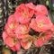 100 pcs christusdorn zimmerpflanze samen bonsai samen blumendeko blumensamen Euphorbia milii, winterfeste pflanzen für balkon kräutergarten geschenk wiesensaatgut gartensamen bodendecker