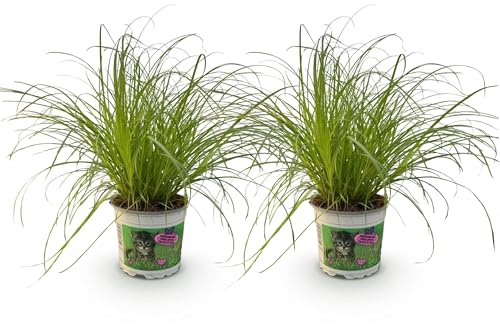 Green boutiQ - Zimmerpflanze - Cyperus alternifolius Zumula - Katzengras - Haustierfreundlich - Grün - 2 Pflanzen - Topf 12cm - Höhe 28-30cm