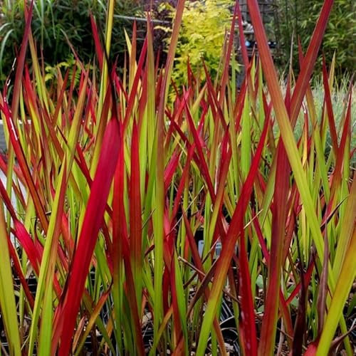 6 x Imperata Red Baron - Japanisches Blutgras in 9x9cm Topf