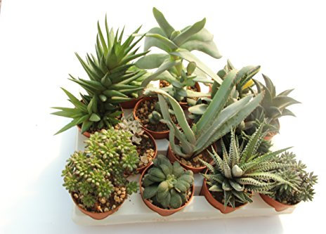 PIANTE GRASSE VERE RARE 11 piante 6,5 Produzione Viggiano Cactus VASO COLTIVAZIONE SET SENZA SPINE Mini Succulente