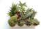 PIANTE GRASSE VERE RARE 11 piante 6,5 Produzione Viggiano Cactus VASO COLTIVAZIONE SET SENZA SPINE Mini Succulente