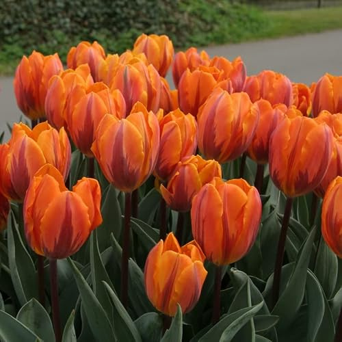 Tulpe Prinses Irene | 10 Stück | Blumenzwiebel | Topfpflanze | Geeignet für Kübel | Orange | 100% Blütegarantie | QFB Gardening | Ungefüllt | Früh Blühend | Tulpenzwiebeln