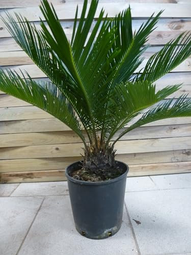 [Palmenlager] Cycas revoluta 70 cm - Stamm 10-15 cm - Sagopalme/Palmfarn