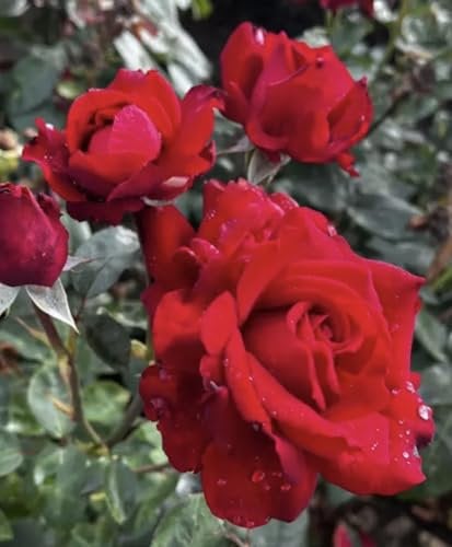 ‘Carol Ann’ – 4L Potted Rose –Scarlet Red Blooms – Lovely Gift Idea