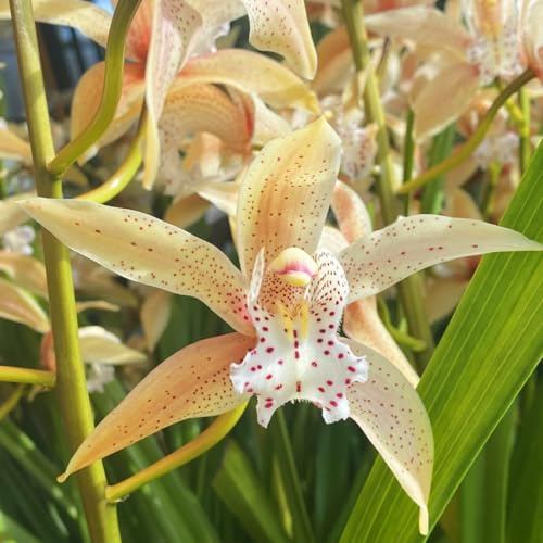 Cymbidium/winterhart mehrjährig Cymbidium/schnelles Wachstum/lange Blütezeit–hohe Qualität,gemischte,selten,ausgewählt-3 Cymbidium knolle-B