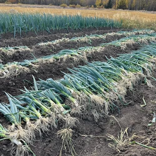 cebolletas - tiernas variedades de tradicionales silvestres de invierno, jardín orgánicas cubrir el suelo invernadero 225semillas