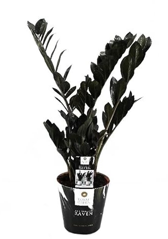 ZamioculcasRaven black - Zamio Palm - Zamio Fern 17cm Pot