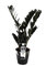 Exotenherz - Zamioculcas Raven black - Zamio Palme - Zamio Farn 17cm Topf